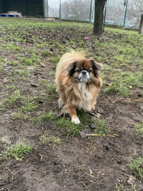 Pies do adopcji, Bydgoszcz, 10 grudnia 2025 (1/4)