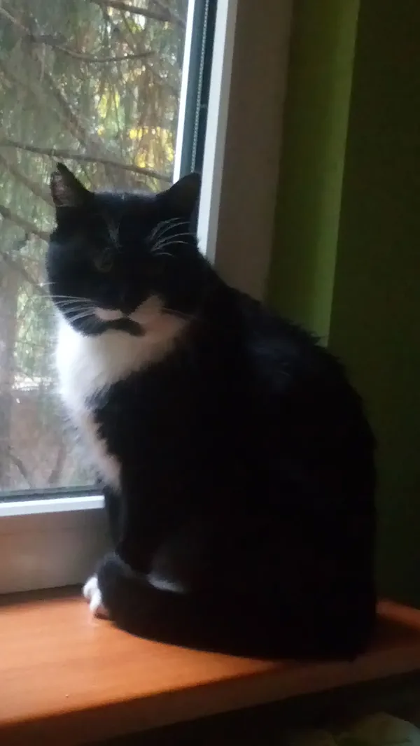 Zaginął kot, Komorów, 11 grudnia 2025 (1/3)