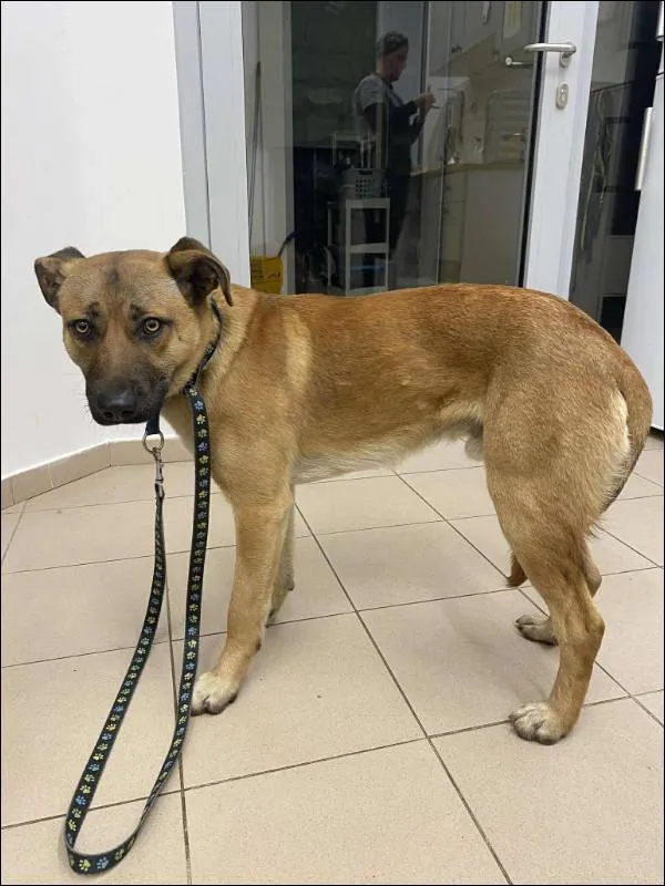 Znaleziono psa, Grudziądz, 10 grudnia 2025