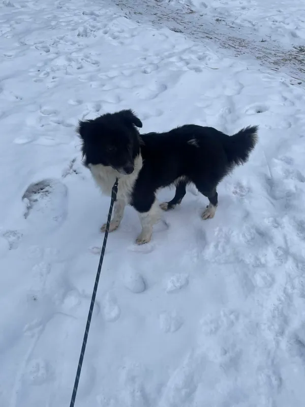 Pies do adopcji, Zgierz, 10 grudnia 2025 (2/5)