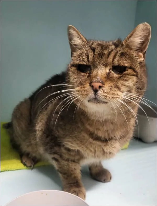 Znaleziono kota, Grudziądz, 11 grudnia 2025