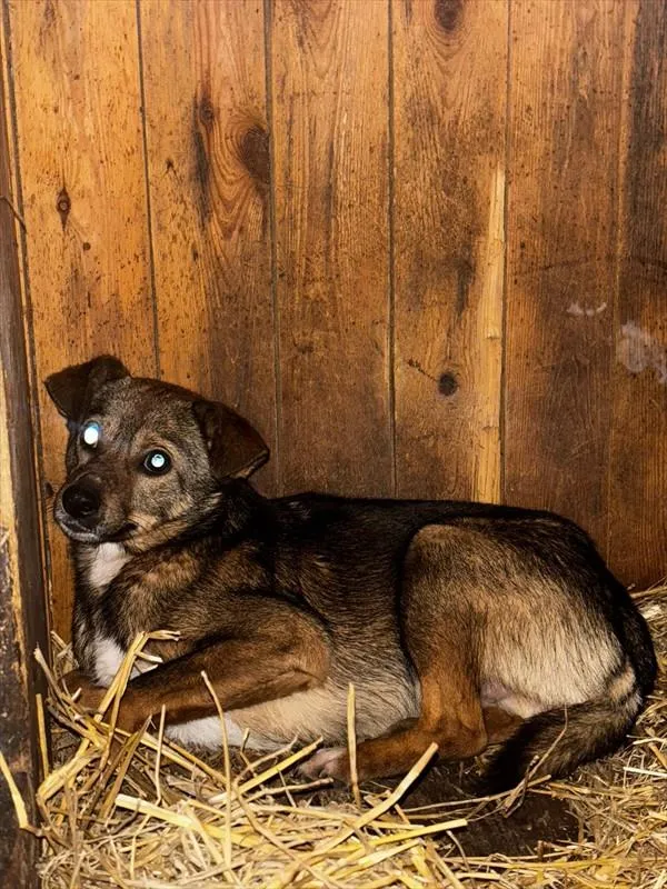 Pies do adopcji, Choszczno, 2 grudnia 2025