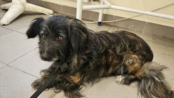 Pies do adopcji, Choszczno, 19 listopada 2025