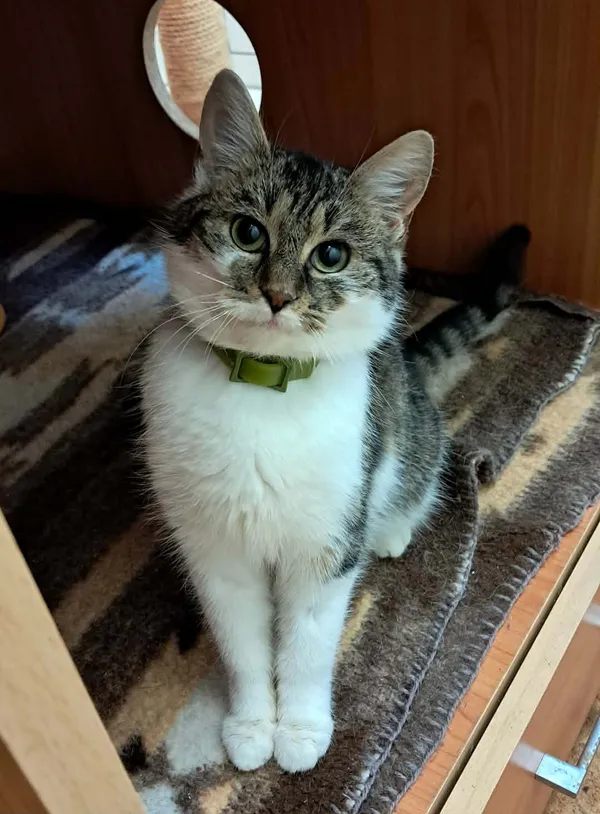 Kot do adopcji, Olsztyn, 10 grudnia 2025 (1/3)