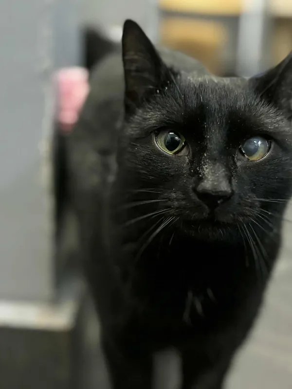 Kot do adopcji, Olsztyn, 23 listopada 2025 (1/5)