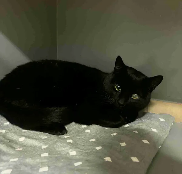 Kot do adopcji, Olsztyn, 23 listopada 2025 (5/5)