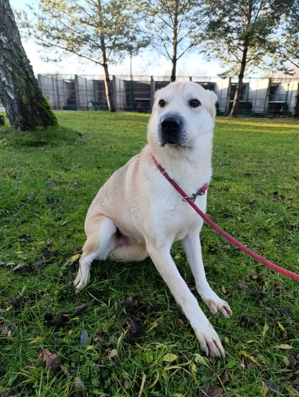 Pies do adopcji, Bełchatów, 1 lutego 2025 (1/5)