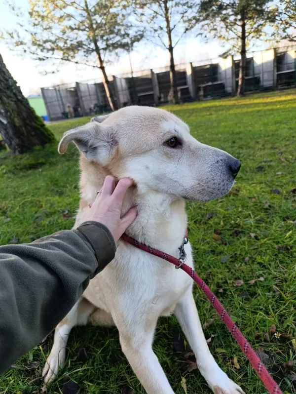 Pies do adopcji, Bełchatów, 1 lutego 2025 (3/5)