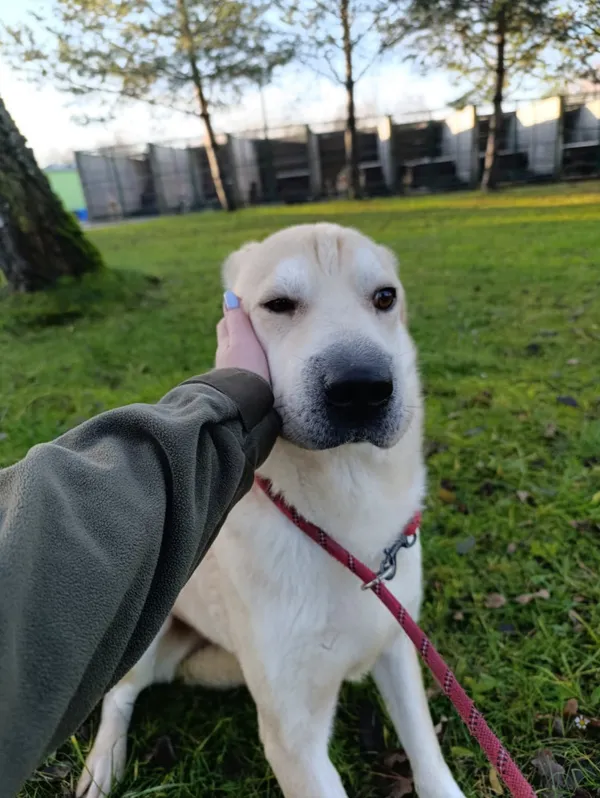 Pies do adopcji, Bełchatów, 1 lutego 2025 (4/5)