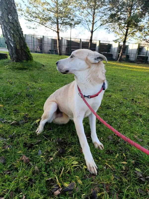 Pies do adopcji, Bełchatów, 1 lutego 2025 (5/5)