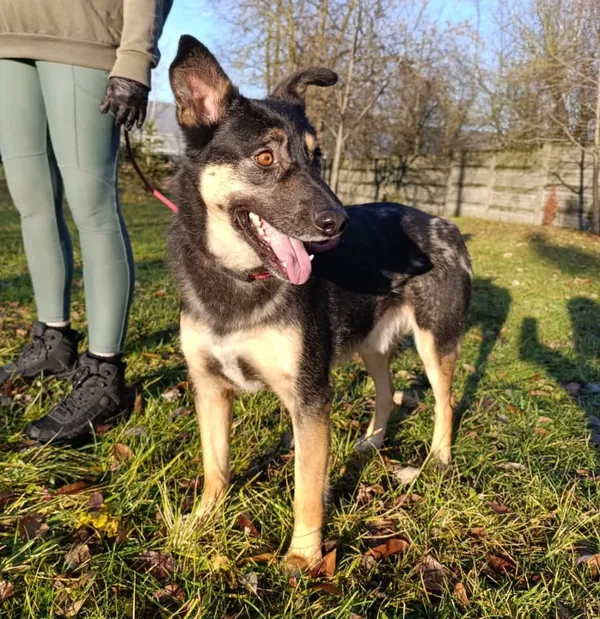 Pies do adopcji, Bełchatów, 13 września 2024 (1/5)