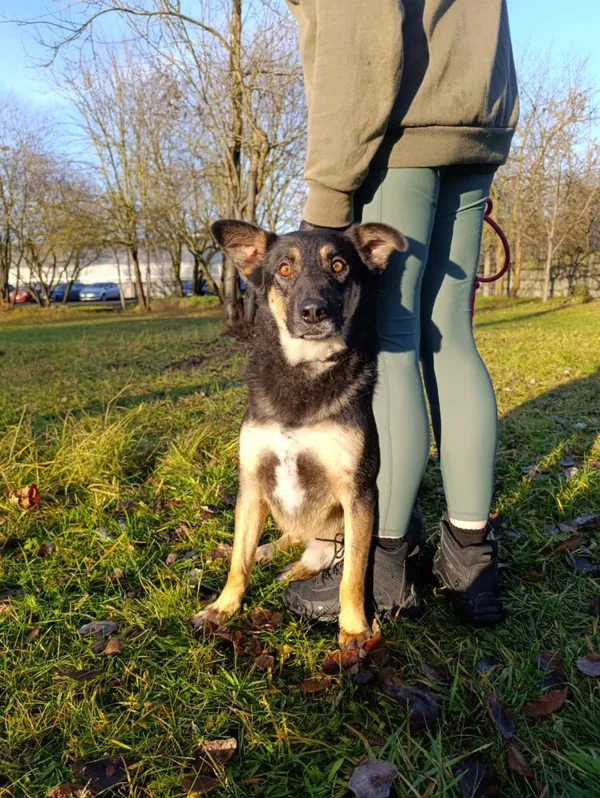 Pies do adopcji, Bełchatów, 13 września 2024 (2/5)