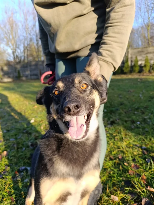 Pies do adopcji, Bełchatów, 13 września 2024 (3/5)