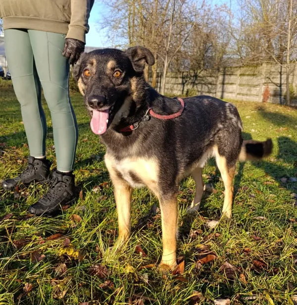 Pies do adopcji, Bełchatów, 13 września 2024 (4/5)