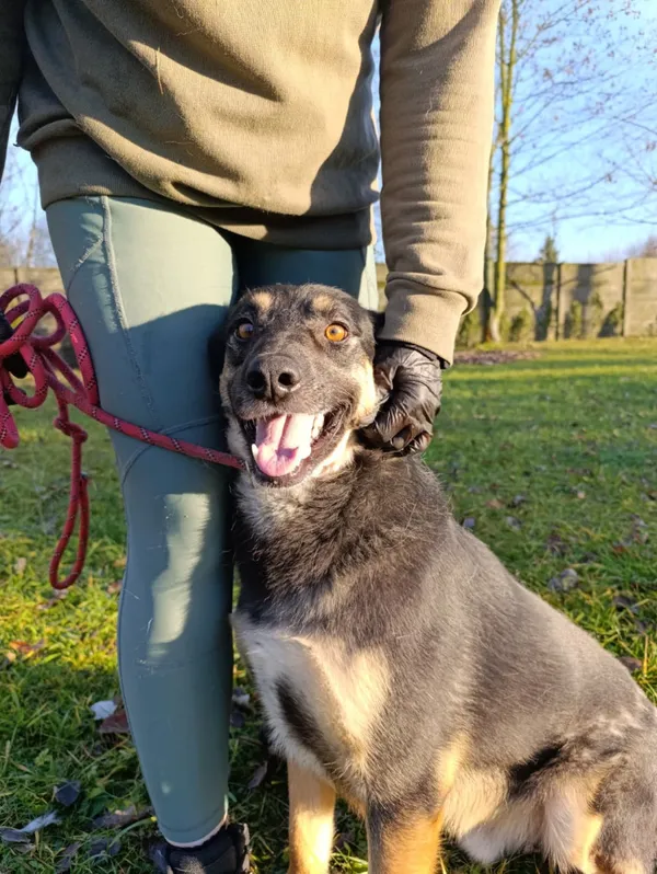 Pies do adopcji, Bełchatów, 13 września 2024 (5/5)