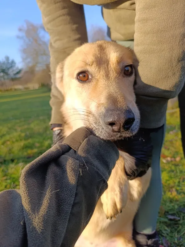 Pies do adopcji, Bełchatów, 9 grudnia 2024 (2/5)