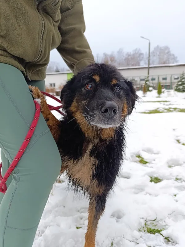 Pies do adopcji, Bełchatów, 29 kwietnia 2024 (3/5)