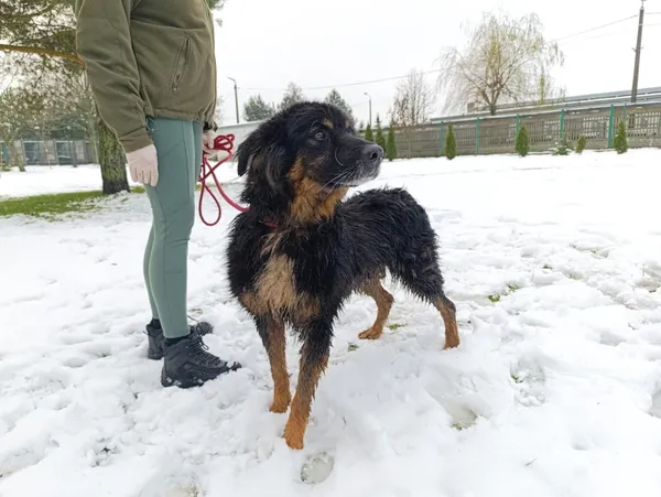 Pies do adopcji, Bełchatów, 29 kwietnia 2024 (4/5)