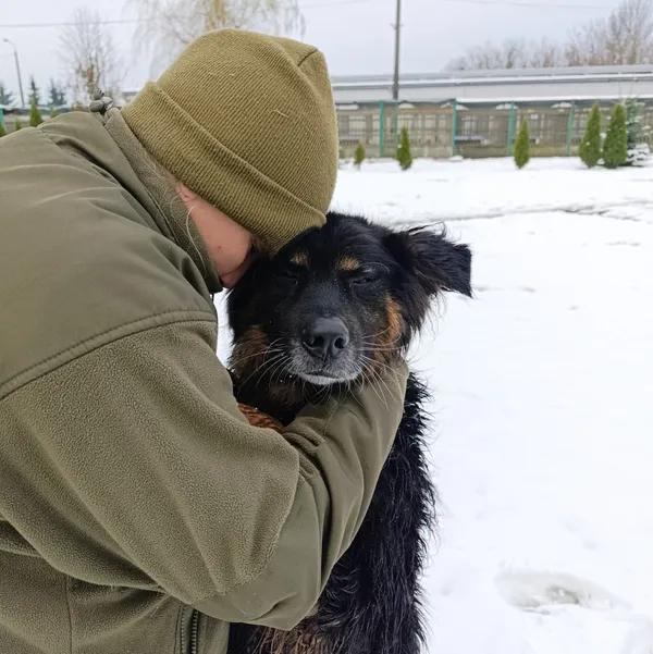 Pies do adopcji, Bełchatów, 29 kwietnia 2024 (5/5)