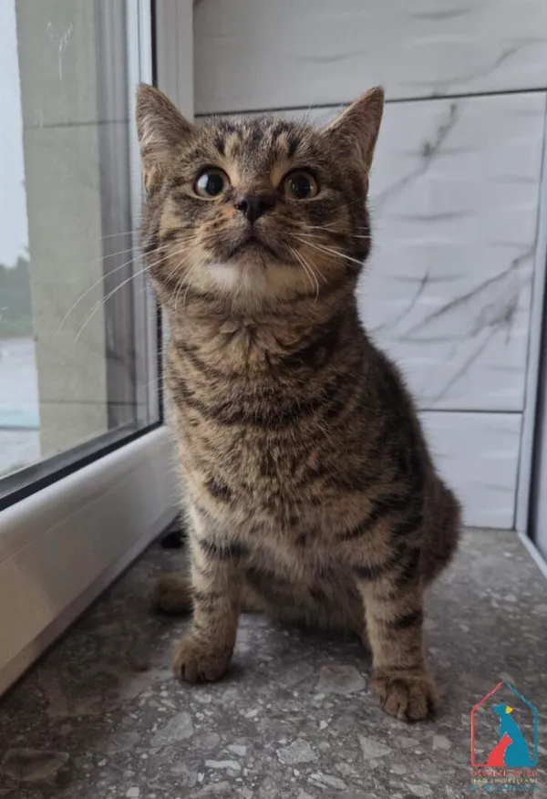 Kot do adopcji, Grudziądz, 16 listopada 2025