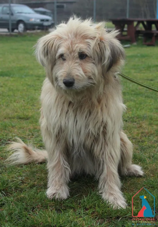 Pies do adopcji, Grudziądz, 17 listopada 2025