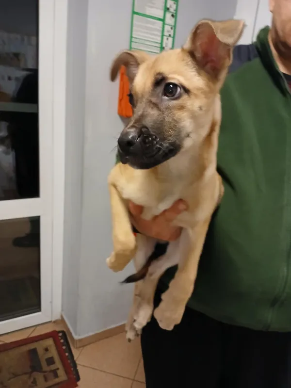 Pies do adopcji, Włocławek, 10 grudnia 2025 (2/2)