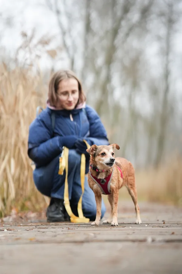 Pies do adopcji, Sosnowiec, 10 grudnia 2025 (1/5)