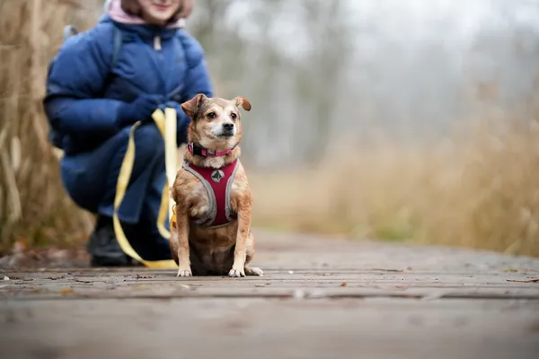 Pies do adopcji, Sosnowiec, 10 grudnia 2025 (3/5)