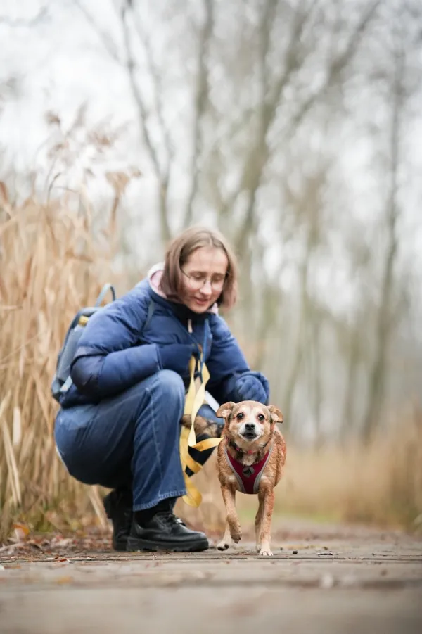 Pies do adopcji, Sosnowiec, 10 grudnia 2025 (5/5)