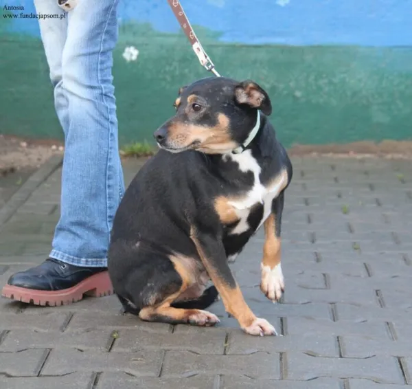 Pies do adopcji, Nowy Dwór Mazowiecki, 11 grudnia 2025 (3/5)