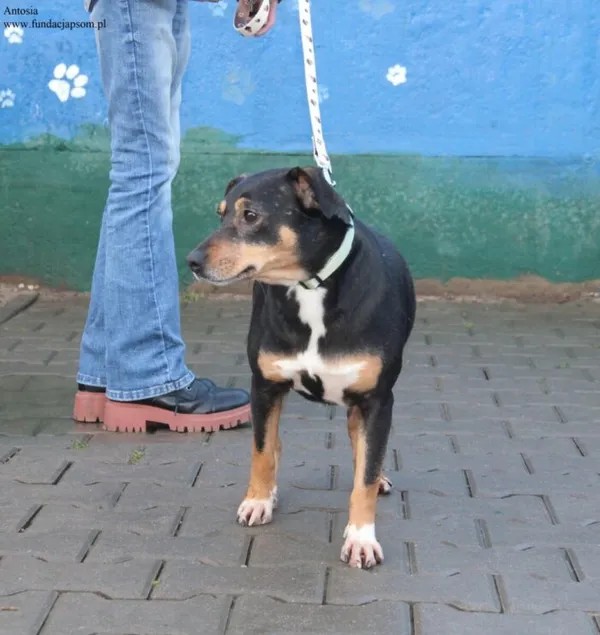 Pies do adopcji, Nowy Dwór Mazowiecki, 11 grudnia 2025 (5/5)