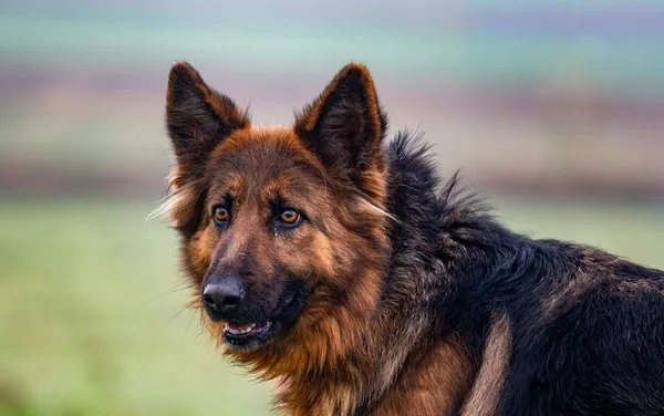 Znaleziono psa, Racławice, 11 grudnia 2025 (4/5)