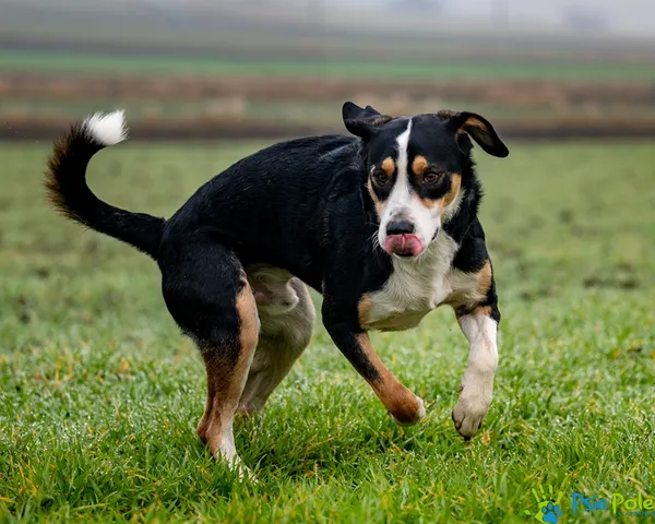 Znaleziono psa, Racławice, 9 grudnia 2025 (1/5)