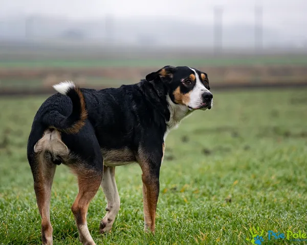 Znaleziono psa, Racławice, 9 grudnia 2025 (4/5)