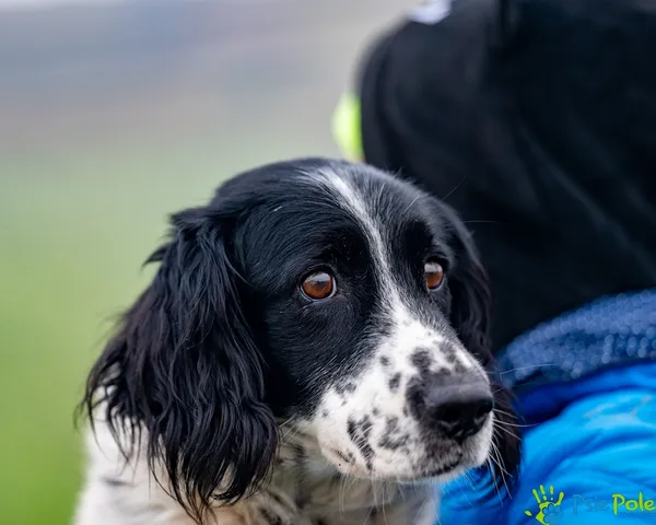 Znaleziono psa, Racławice, 7 grudnia 2025 (1/5)
