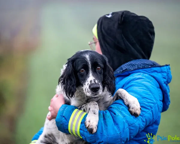 Znaleziono psa, Racławice, 7 grudnia 2025 (2/5)