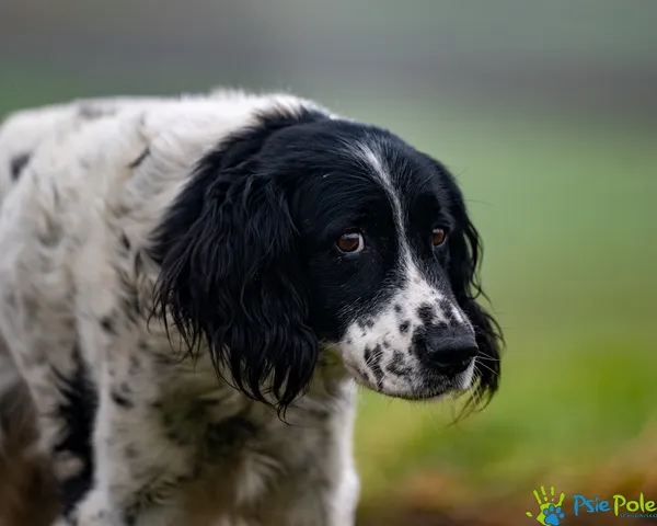 Znaleziono psa, Racławice, 7 grudnia 2025 (3/5)