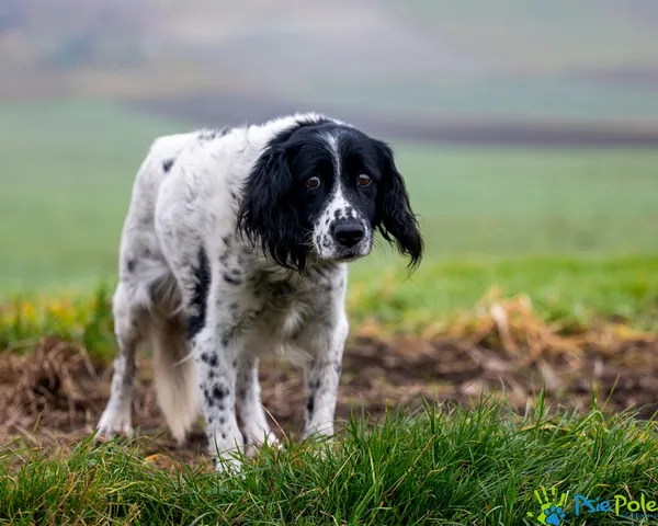 Znaleziono psa, Racławice, 7 grudnia 2025 (4/5)
