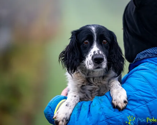 Znaleziono psa, Racławice, 7 grudnia 2025 (5/5)