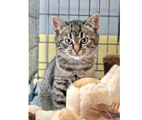 Kot do adopcji, Wrocław, 2 grudnia 2025