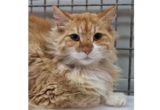 Kot do adopcji, Wrocław, 29 listopada 2025