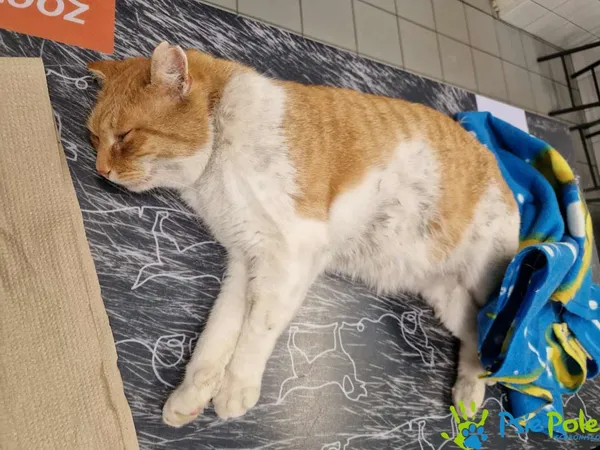 Znaleziono kota, Racławice, 9 grudnia 2025