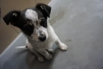 Pies do adopcji, Kraków, 5 grudnia 2025