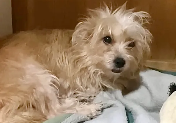 Pies do adopcji, Głowno, 11 grudnia 2025 (1/2)