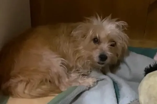 Pies do adopcji, Głowno, 11 grudnia 2025 (2/2)