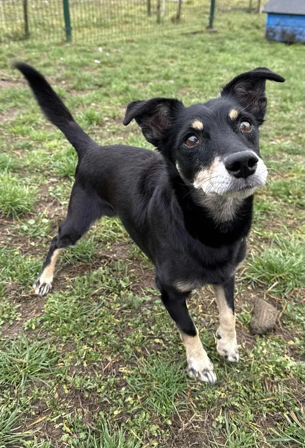 Pies do adopcji, Bydgoszcz, 11 grudnia 2025 (3/5)