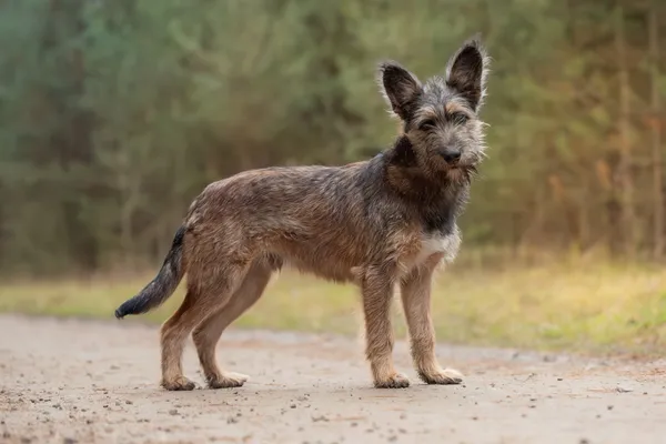 Pies do adopcji, Nowodwór, 11 grudnia 2025 (1/5)