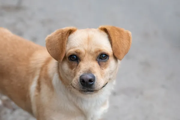 Pies do adopcji, Nowodwór, 11 grudnia 2025 (2/5)