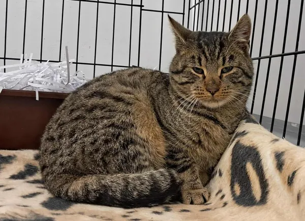 Znaleziono kota, Toruń, 7 grudnia 2025