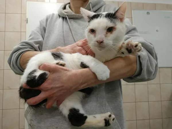 Znaleziono kota, Toruń, 7 grudnia 2025